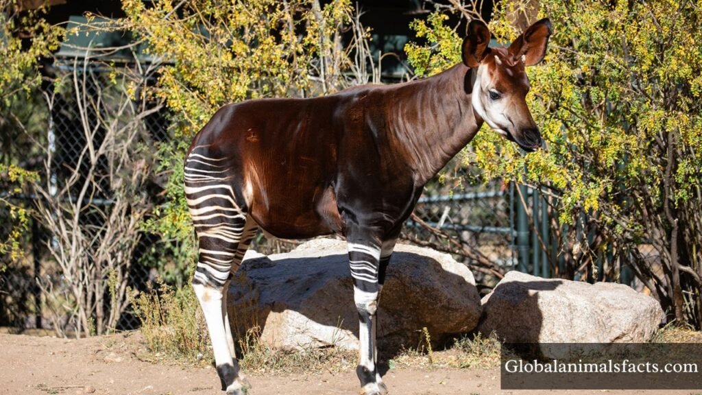 long neck animals list