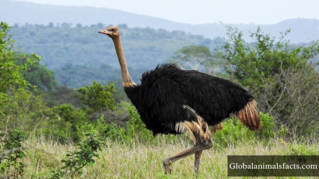 long neck animals names