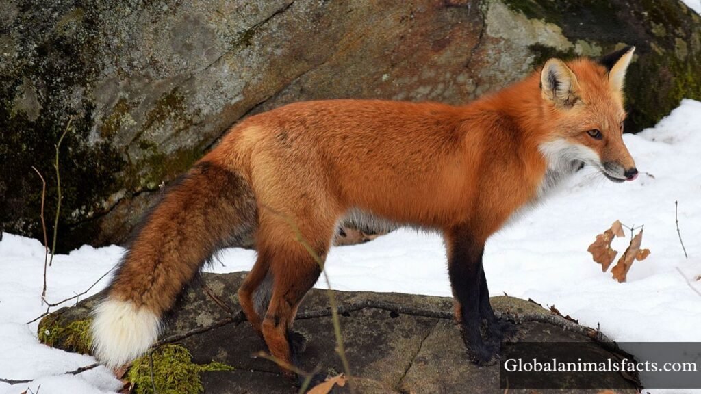 energetic animals list