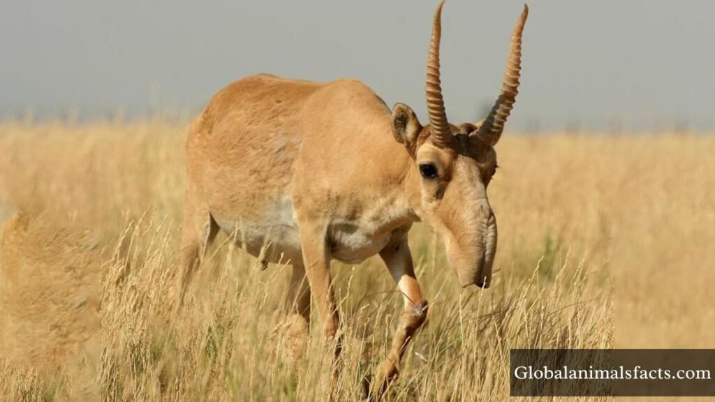 which animal has a trunk