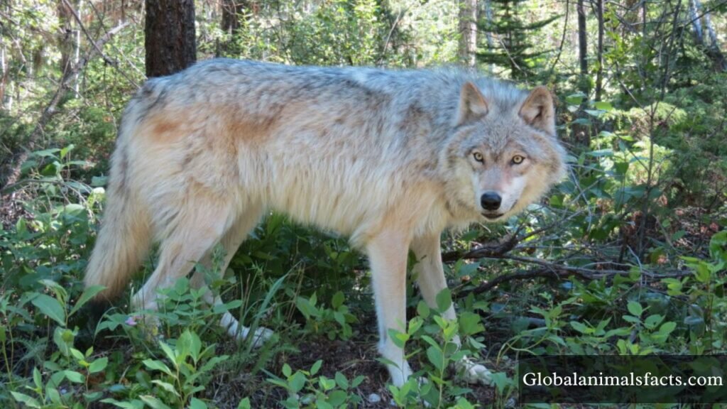 5 examples of scavengers