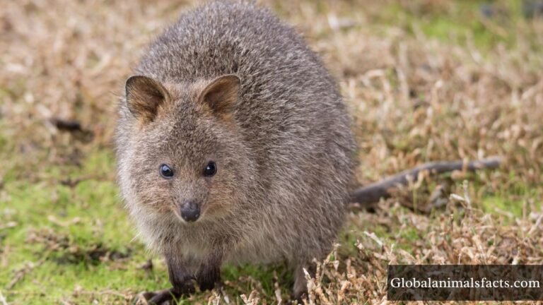 Shy Animals in The World