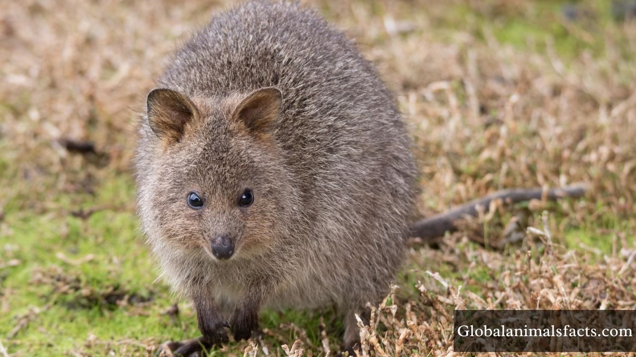 Shy Animals in The World