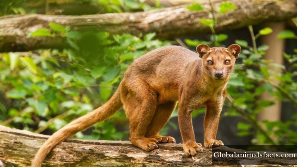 animals that are quiet and shy