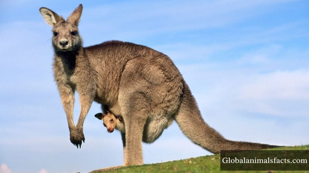 examples of shy animals