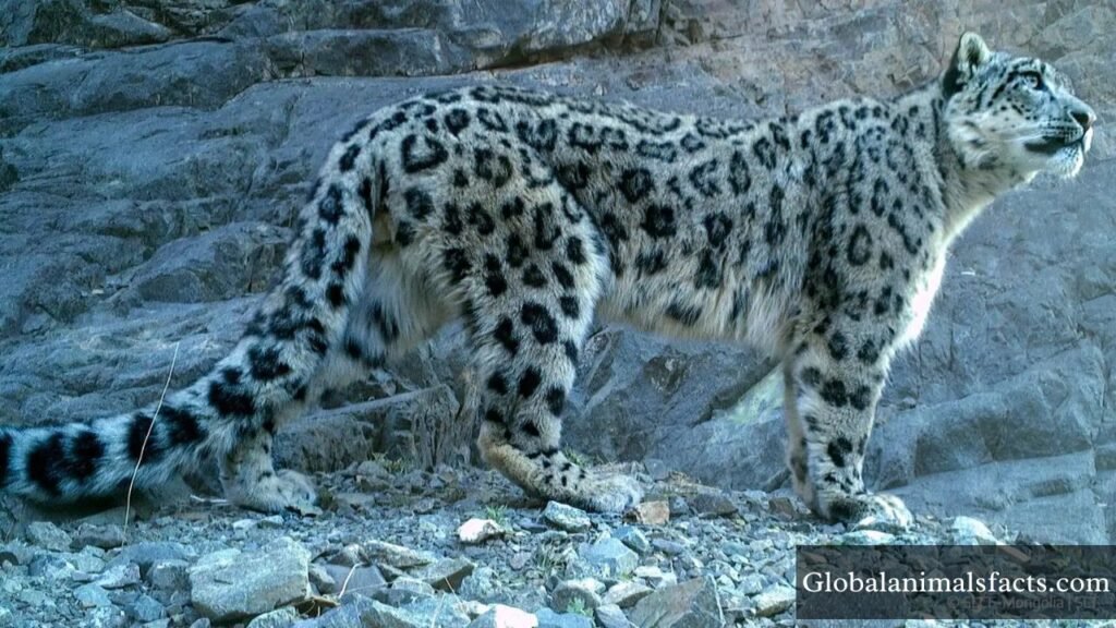 animal with spots