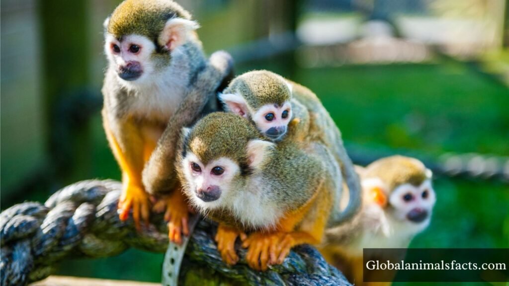 what are the most energetic animals