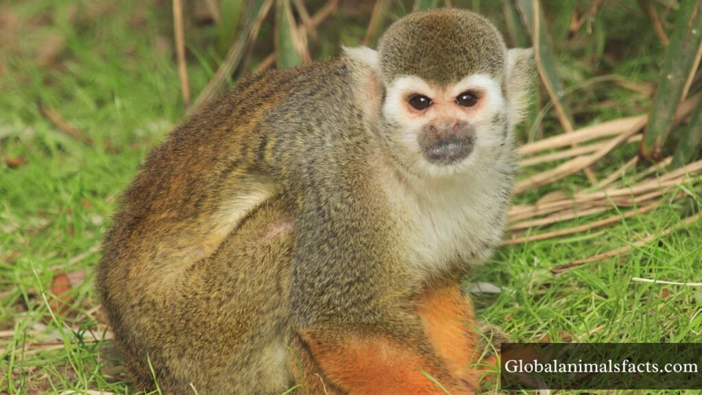 what animal eats oranges at night