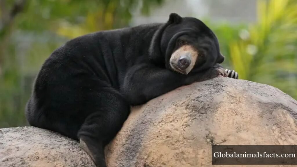 Examples of Animals that Eat Coconuts