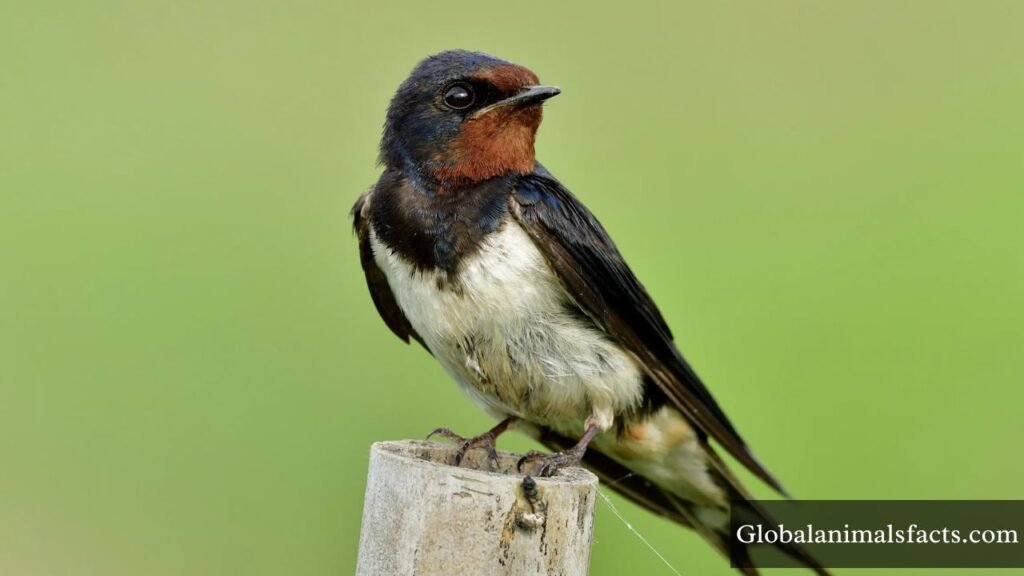 small energetic animals