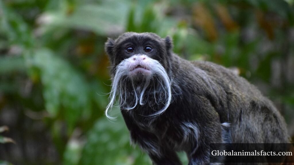 what animals eat oranges