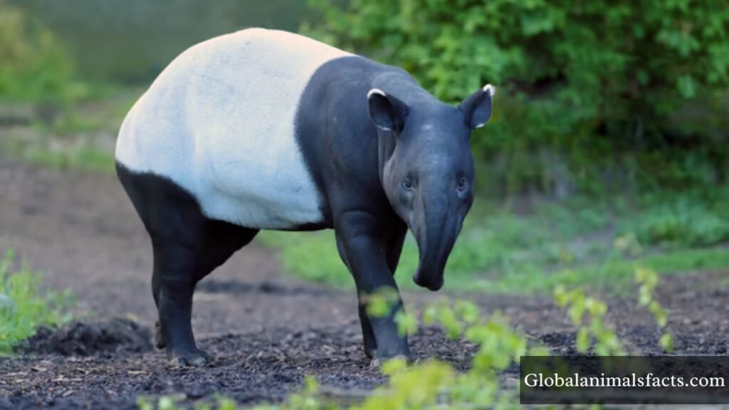 what animal has a trunk