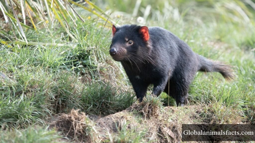 animals that eat dead animals