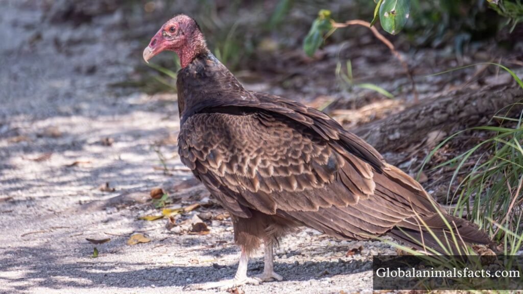 ugly animals with long necks