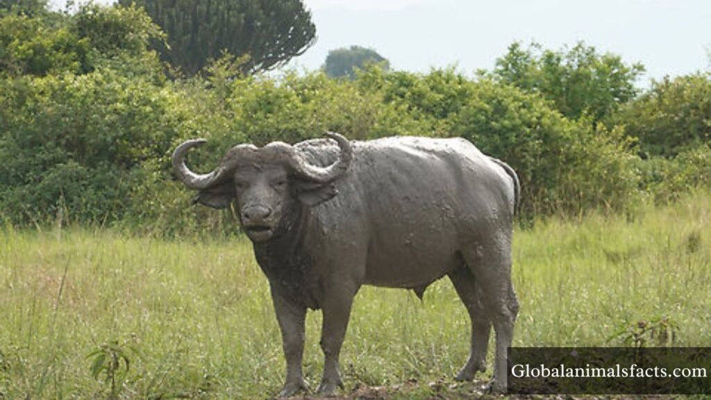 animals found in grasslands