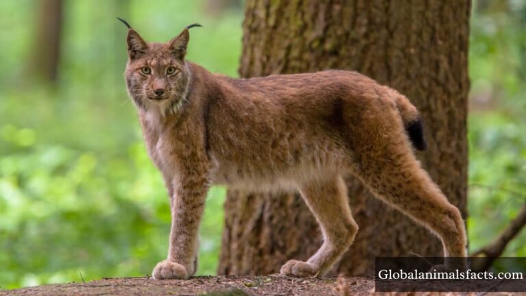 Animals That Eat Rabbits