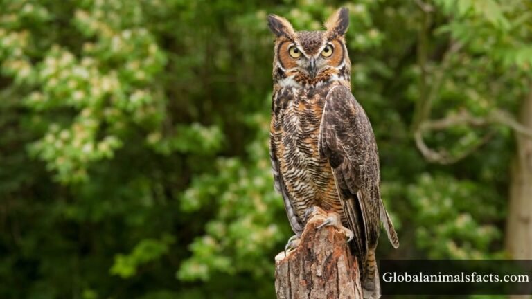 Animals That Eat Squirrels