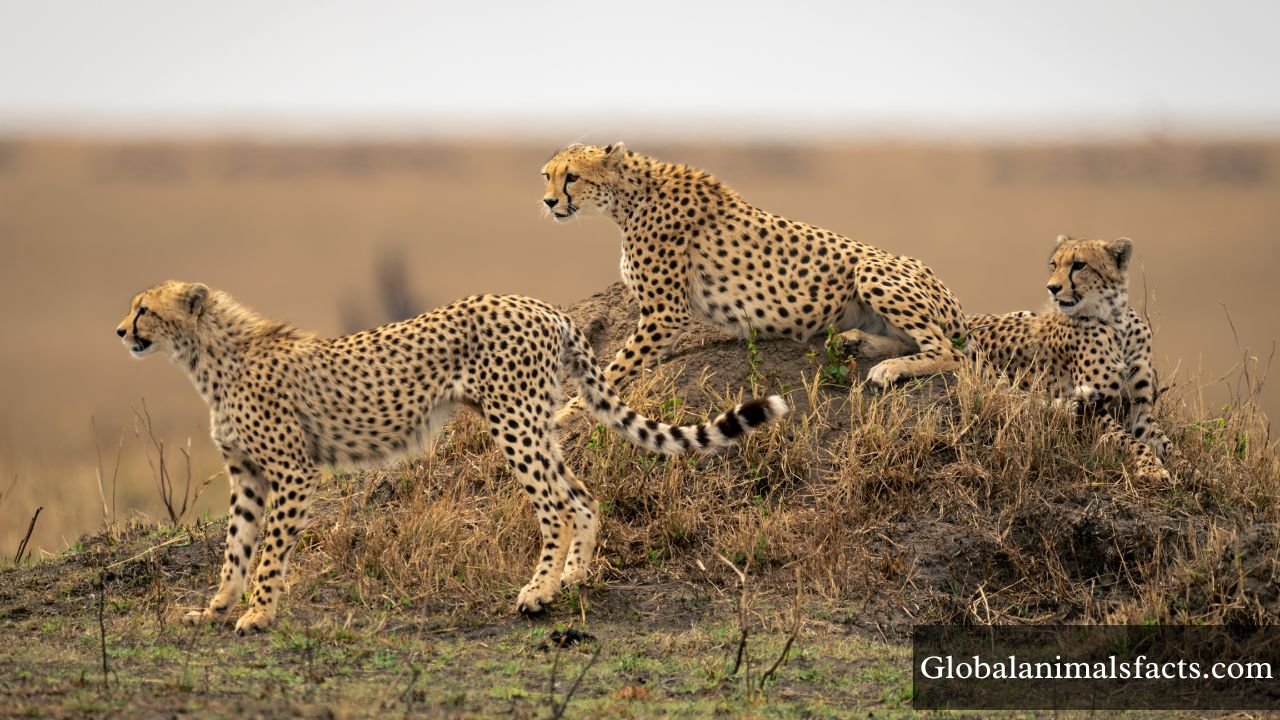 Animals That Live in Grassland