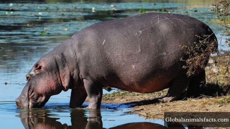 Animals That Live in Mud