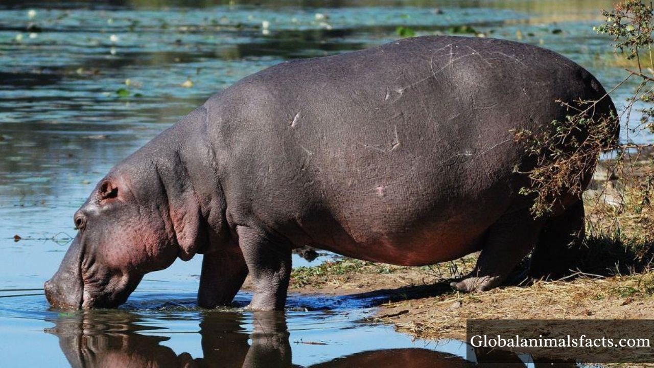 Animals That Live in Mud