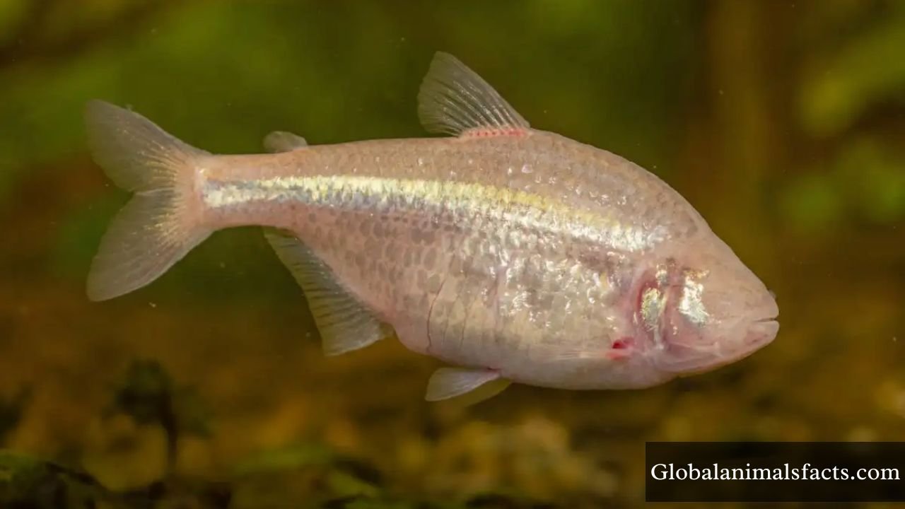 Animals Without Eyes