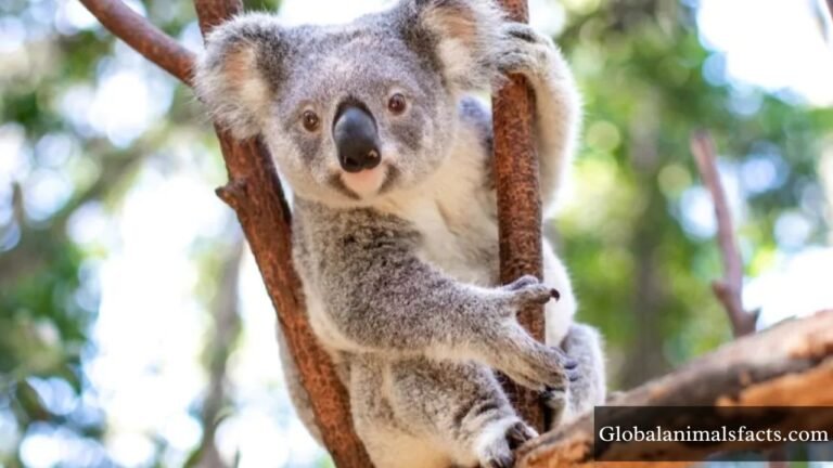 Arboreal Animals in The World