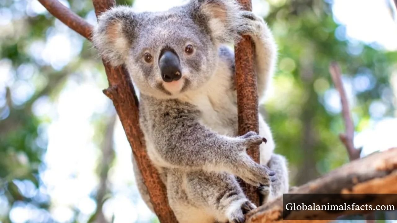 Arboreal Animals in The World