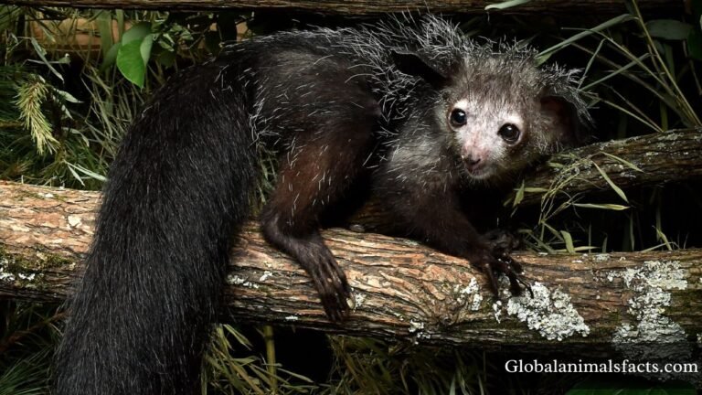 Top 25 Arboreal Animals in The World (With Pictures)
