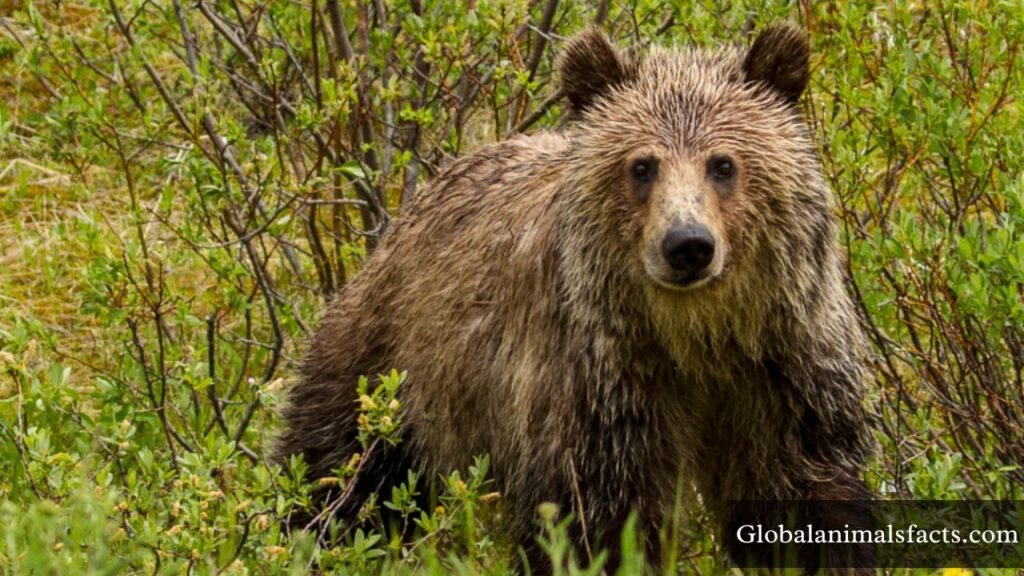 what animal eats rabbits