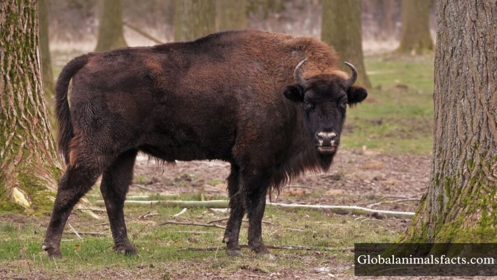 what is the grumpiest animal