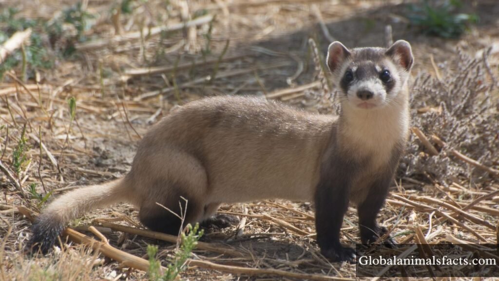 grassland habitat animals