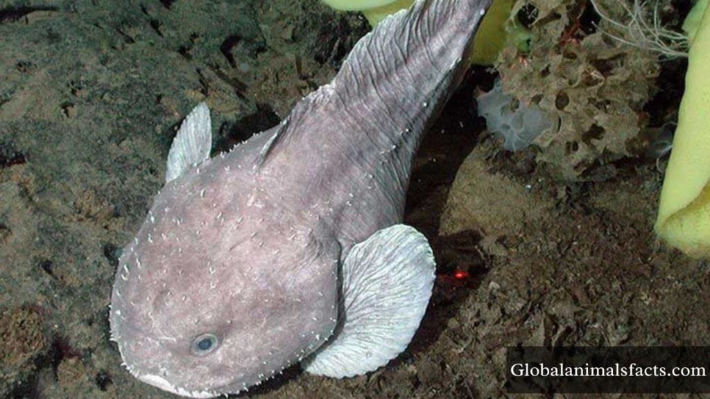 grumpy looking animals