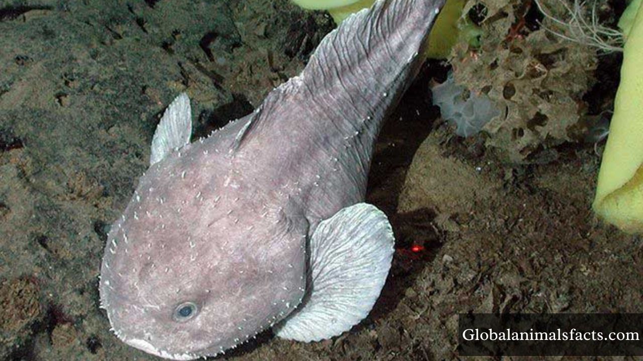 Top 15 Grumpy Animals in The World (With Images)