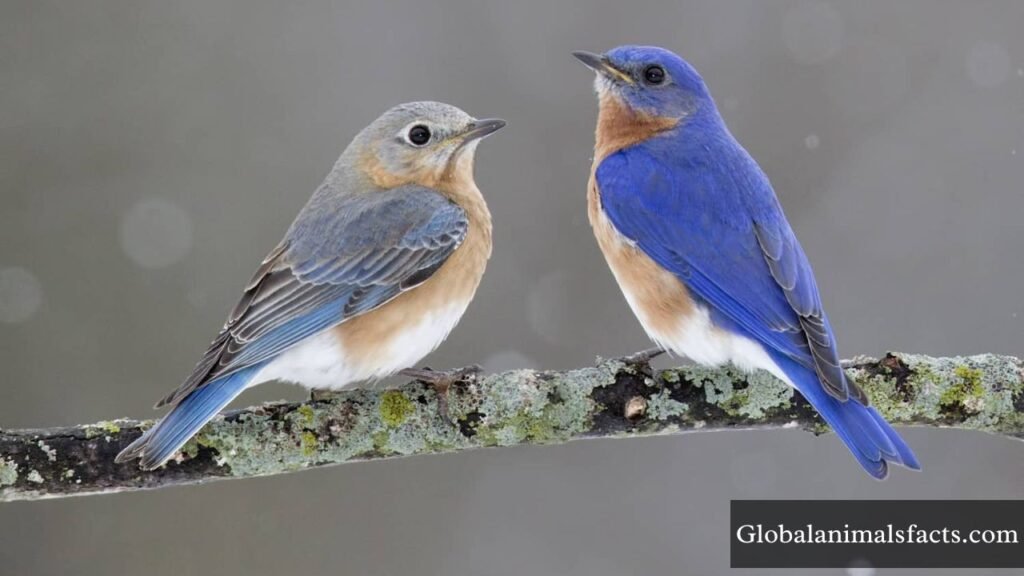happiest looking animals
