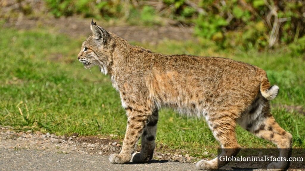 what animals eat rabbits