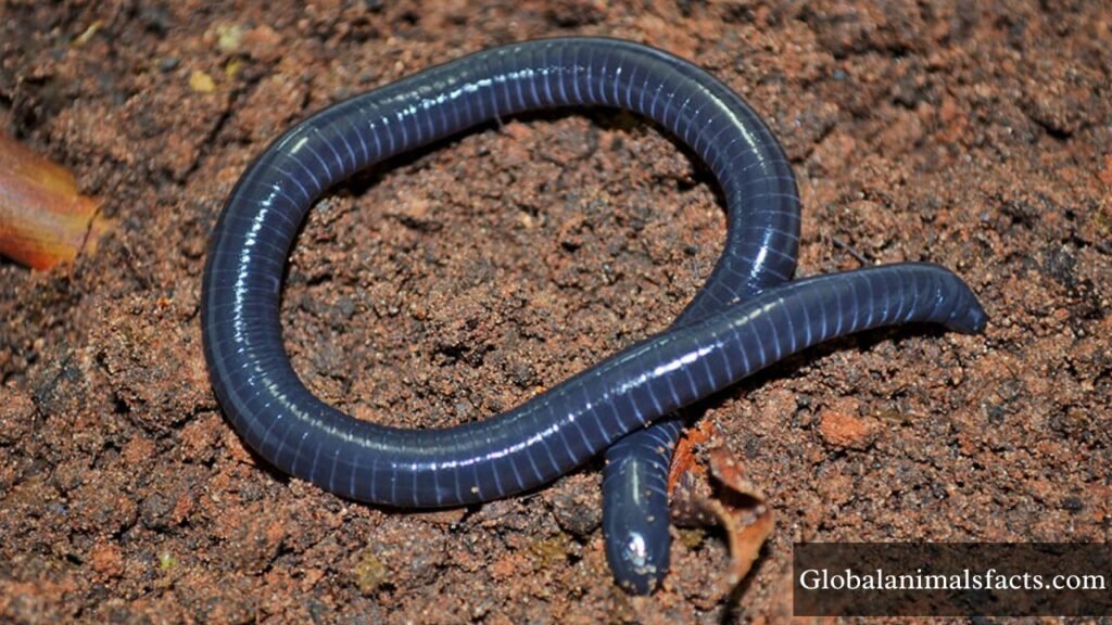 animals with no eyes