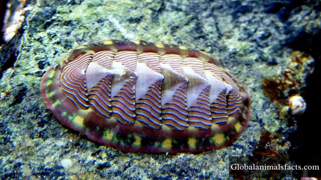 slowest animal on earth