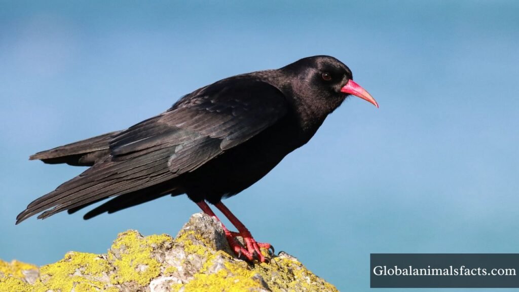 what is the smartest bird species