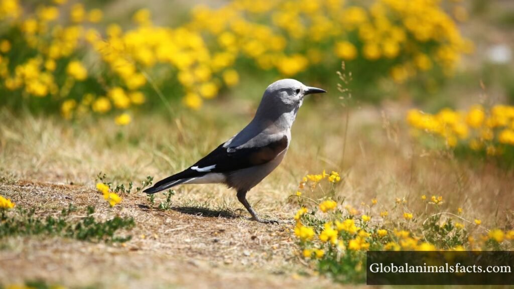 world's smartest bird