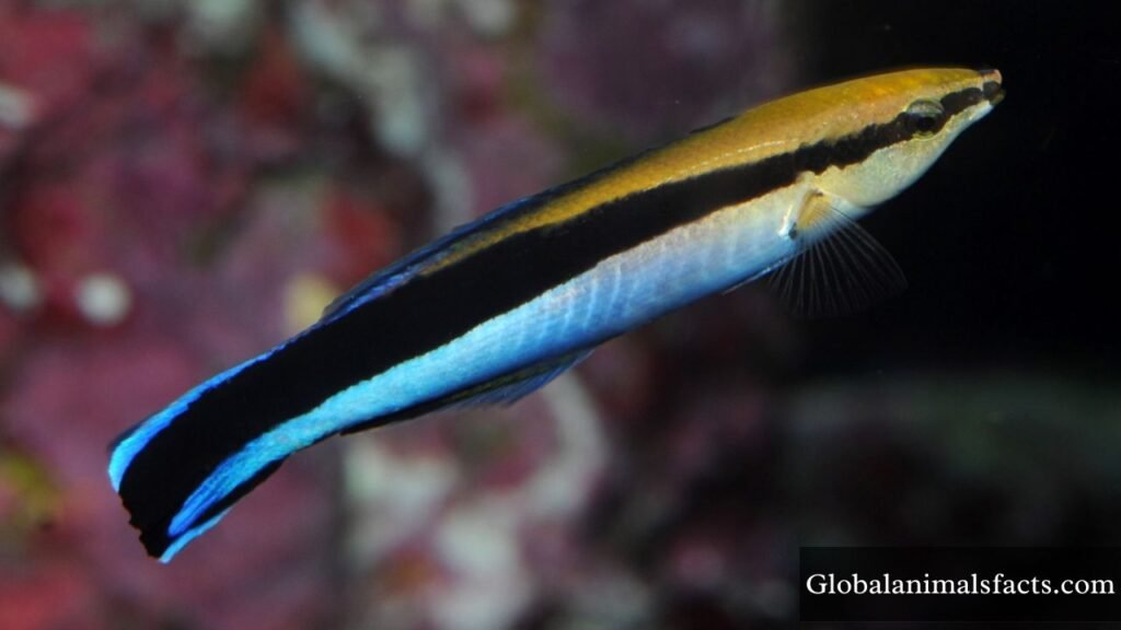 animal that works hard