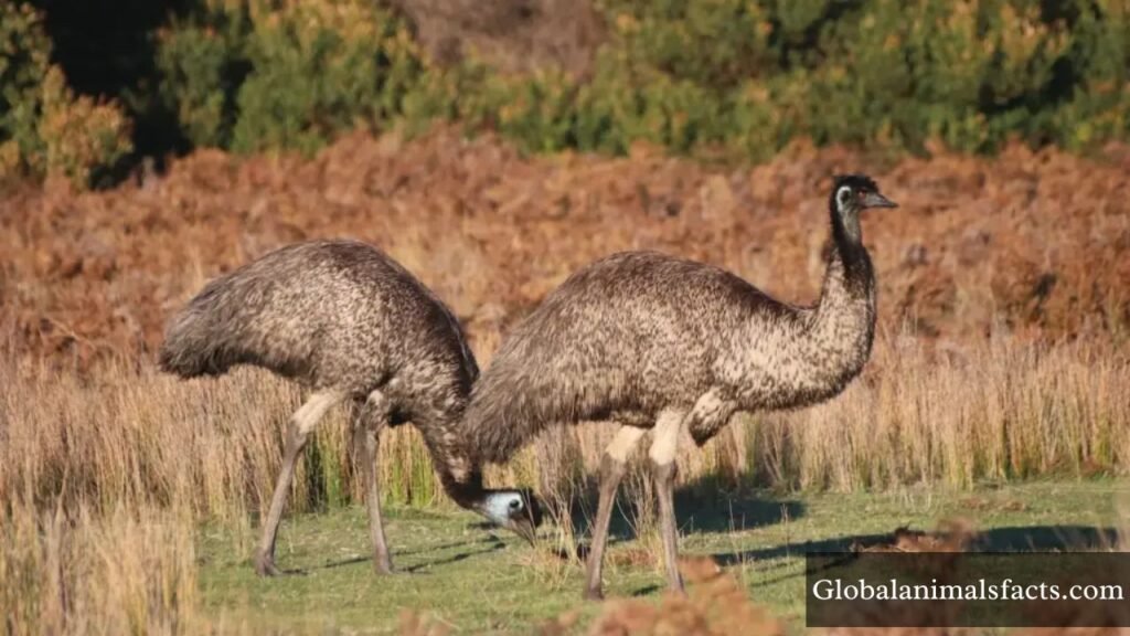 animals that live in the grasslands