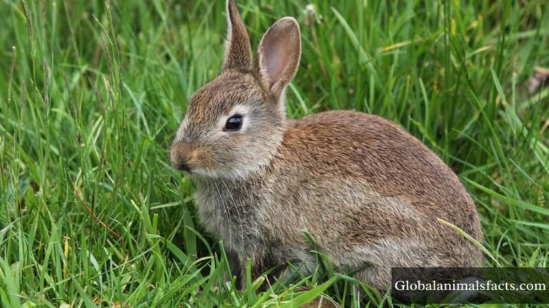 Cowardly Animals in The World