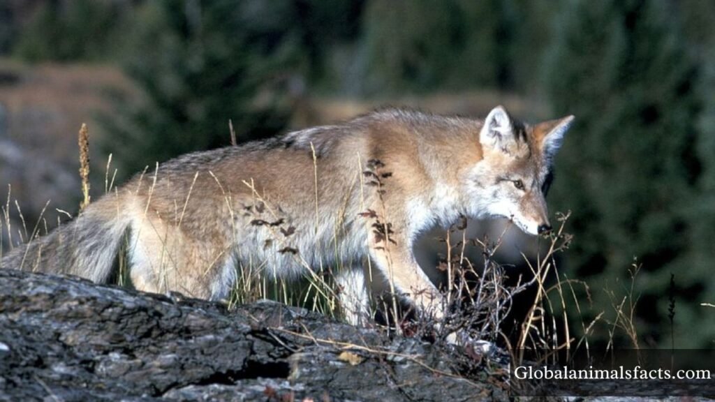 what animals eat squirrels