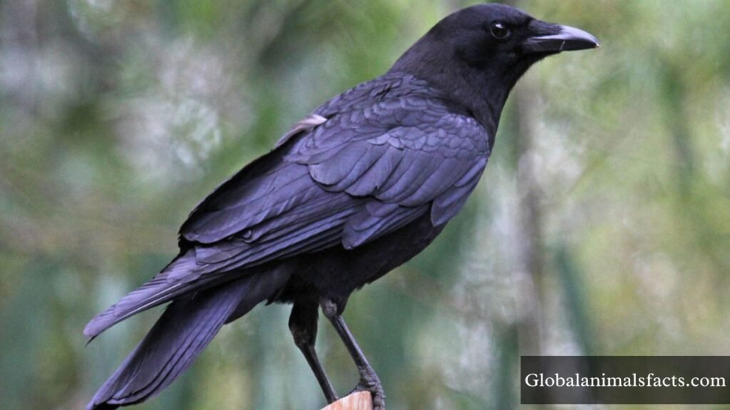 what's the smartest bird in the world