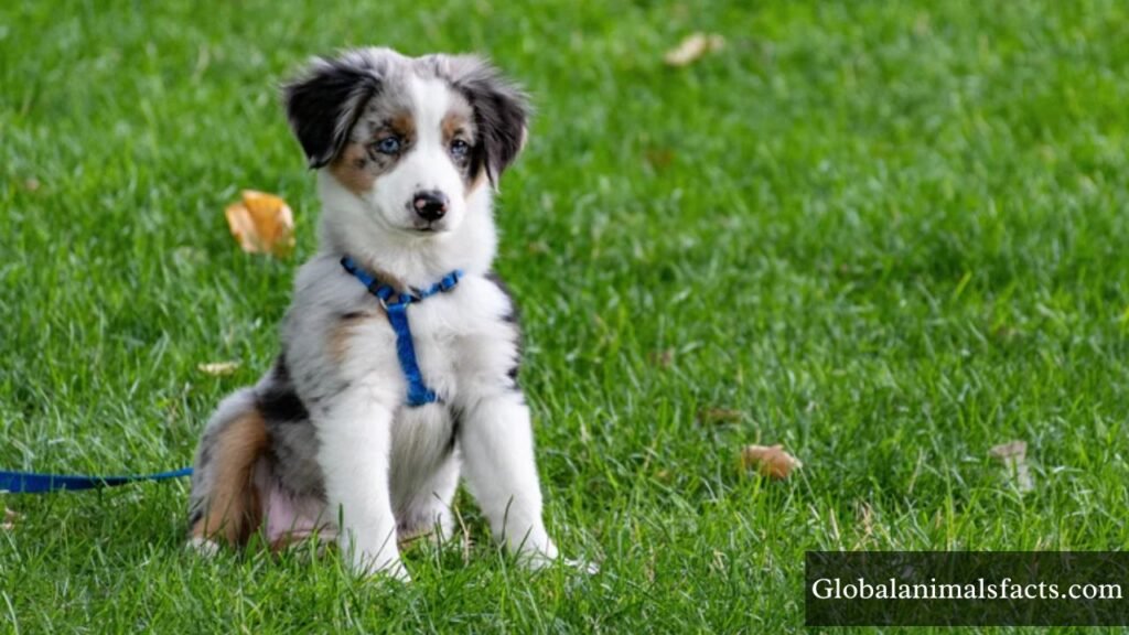 what animals are mischievous