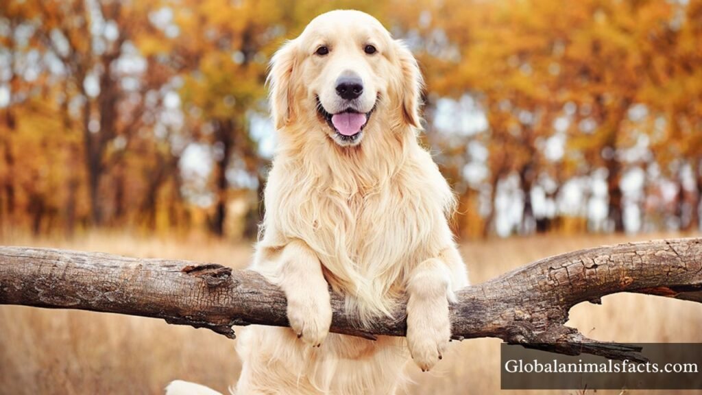 hardest working animals