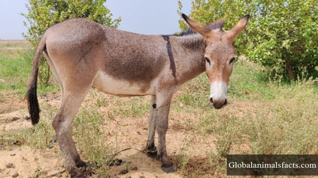 top 10 happiest animals