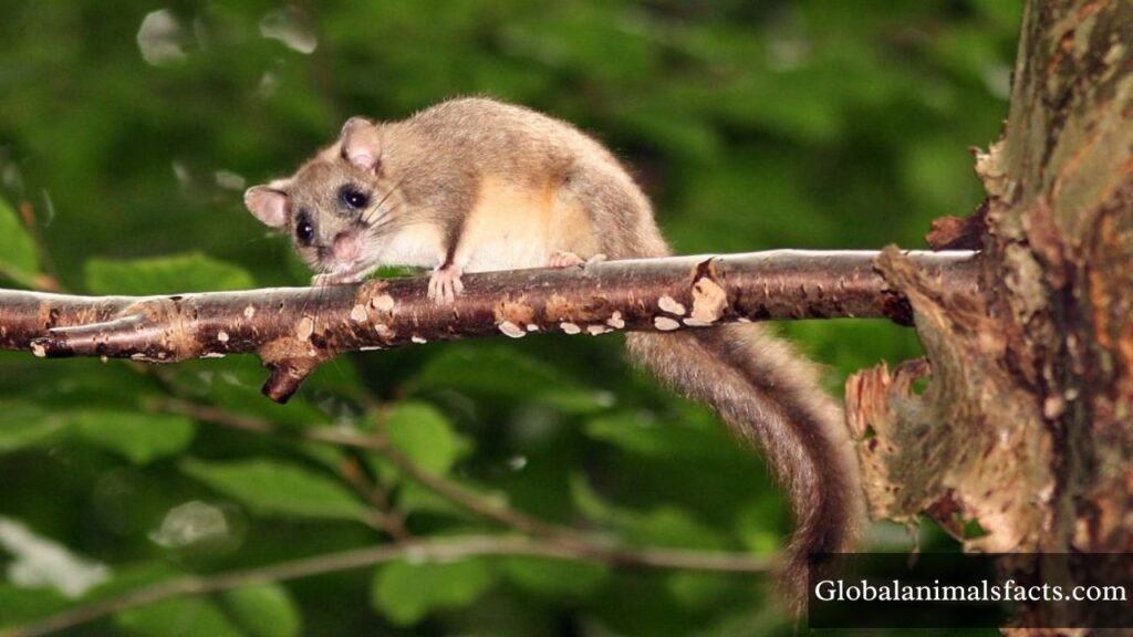 animals that live on trees