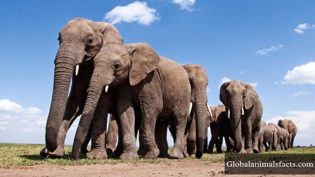 what animals live in grasslands