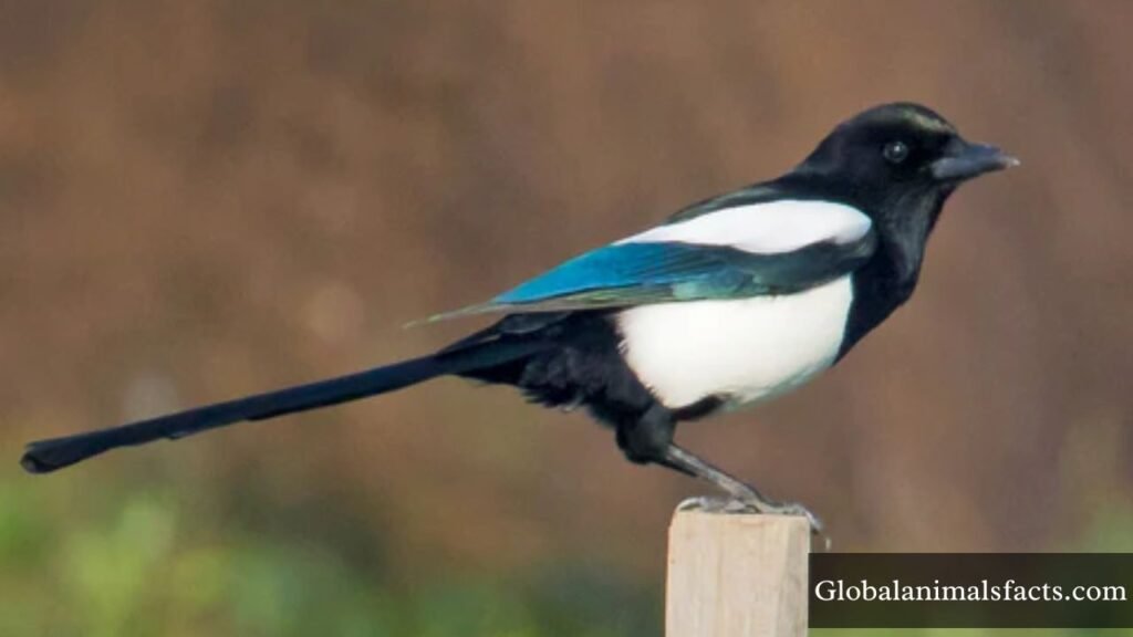 what bird is the smartest